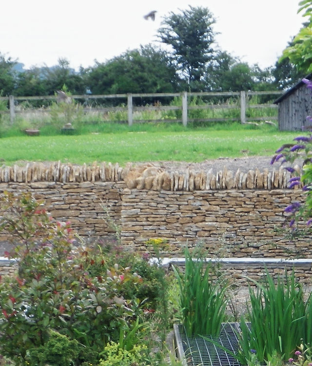 A dry stone wall behind a garden border and pond planting