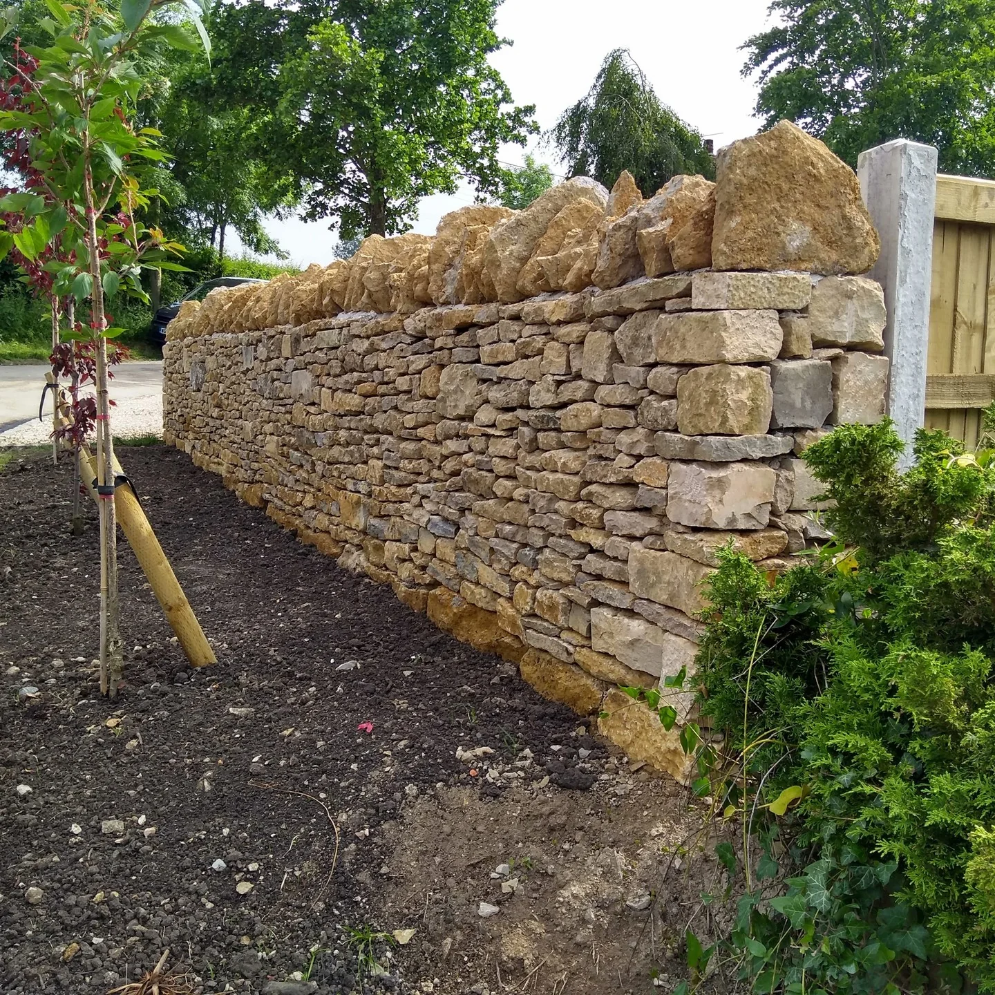 A newly built dry stone boundary wall with young trees planted beside it